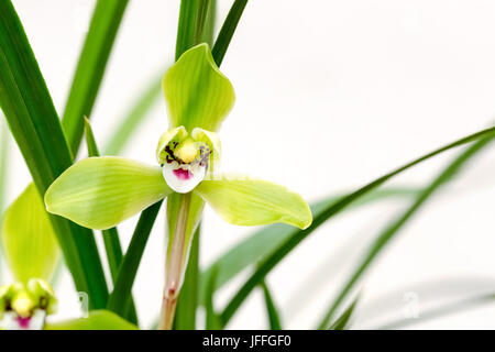 Orchideen blühen im Frühling Stockfoto