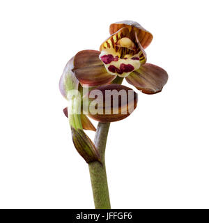 Orchidee, isoliert auf weiss Stockfoto