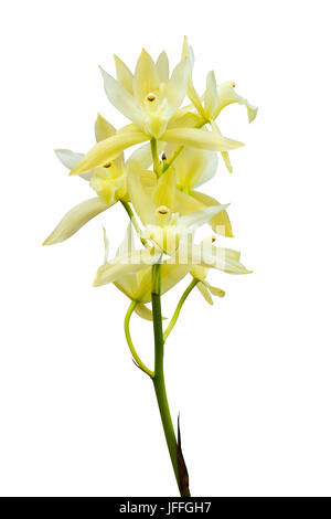 Orchidee, isoliert auf weiss Stockfoto