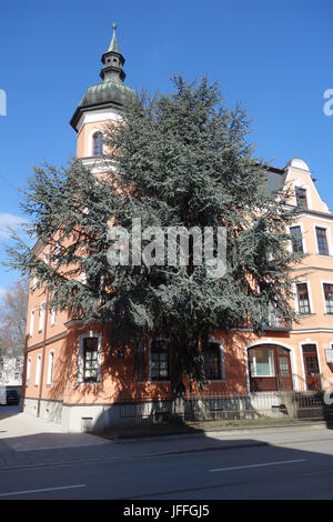 Cedrus Atlantica Hastata, blaue Atlaszeder Stockfoto