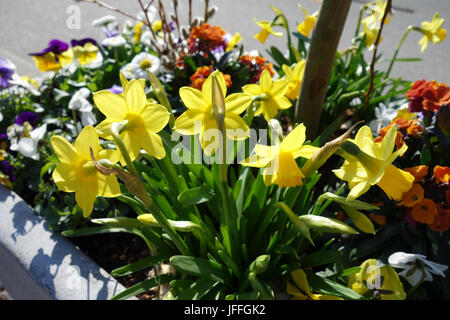 Narcissus cyclamineus, Zwerg Daffodil Stockfoto