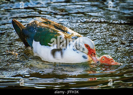 Enten auf dem Wasser Stockfoto