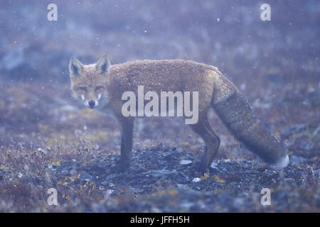 Red Fox im Schneetreiben Stockfoto