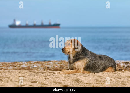 Hund am Ufer Stockfoto