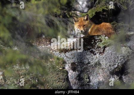 Red Fox, Vulpes vulpes Stockfoto