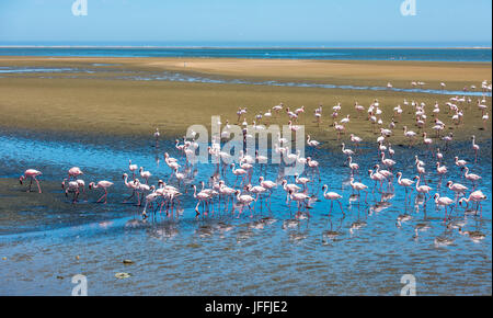 Herde von Flamingos in Walvis Bay, Namibia Stockfoto