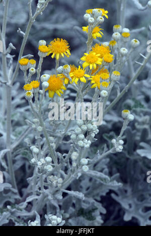 Silber ragwort Stockfoto