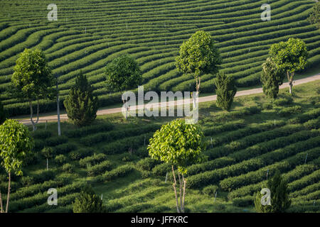 THAILAND CHIANG RAI MAE CHAN Tee Plantage Stockfoto