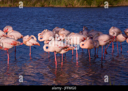 Große Vögel bei Sonnenuntergang roost Stockfoto