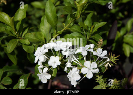 Plumbago auriculata, Plumbago capensis Stockfoto