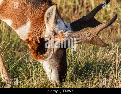 Gabelbock, Custer State Park in South Dakota Stockfoto