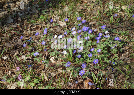 Anemone blanda, Grecian Cuneata Stockfoto