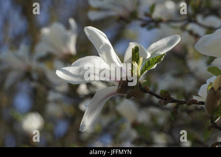 Magnolia x soulangiana, Saucer-Magnolia Stockfoto