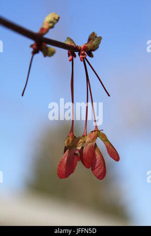 Frucht des Ahorn Stockfoto