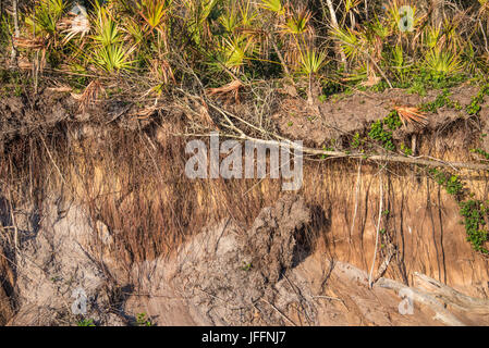 Eine sandige Felswand mit freiliegenden Wurzeln vom Strand Erosion am Big Talbot Island im Nordosten Floridas. (USA) Stockfoto