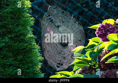 Spinnennetz mit Morgentau mit Hintergrundbeleuchtung Stockfoto