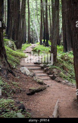 Ein Wanderweg, mit künstlichen Stufen, schlängelt sich durch ein Redwood-Wald. Stockfoto