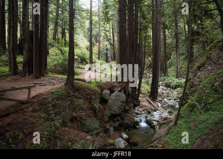 Ein Wanderweg und Bach schlängelt sich durch ein Redwood-Wald. Stockfoto