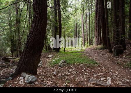Ein Wanderweg durch den Redwood-Wald. Stockfoto