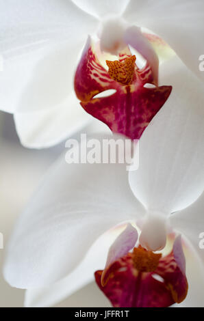 Nahaufnahme von zwei Blüten der weißen Orchidee mit roten Fragmente Stockfoto