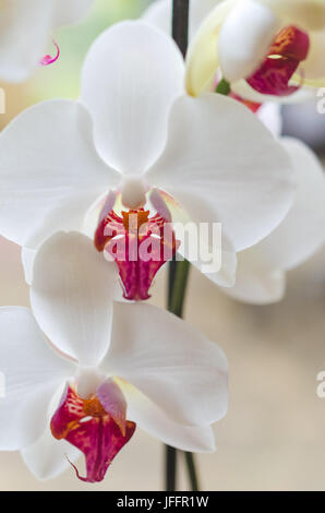 Leiter der weißen und roten Orchidee, Phalaenopsis, natürlichen Hintergrund Stockfoto