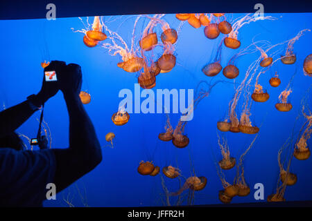 Besucher im Monterey Bay Aquarium fotografieren einen Tank von Quallen Meer Brennnessel. Stockfoto