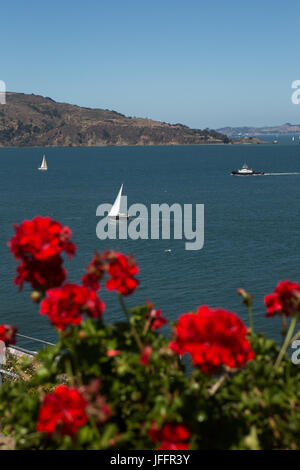 Geranien Blumen auf Alcatraz Island und einen malerischen Blick auf Segelschiffe in San Francisco Bay. Stockfoto