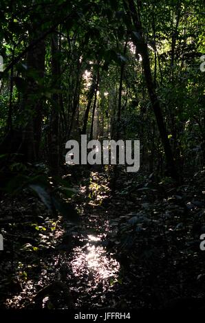 Sonnenlicht filtert durch Primärwald in Corcovado Nationalpark. Stockfoto