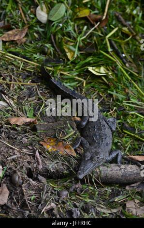 Eines jungen Krokodils Crocodilus Acutus, auf Barro Colorado Island. Stockfoto