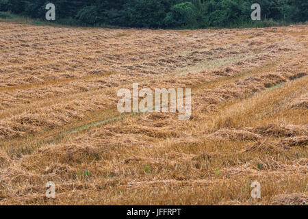 Gemäht Stoppeln cornfield nach der Ernte. Stockfoto