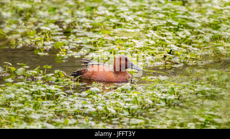 Wild Cinnamon Teal Ente in einem Teich Stockfoto