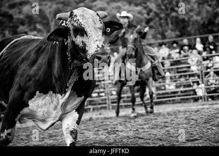 Rodeo, Eliicottville, New York Stockfoto