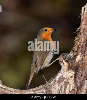 Robin redbreast Erithacus rubecula;;; Stockfoto