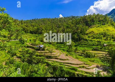 Reisfelder - Insel Bali Indonesien Stockfoto