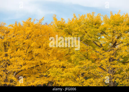 Ginkgo Bäume Herbst Stockfoto