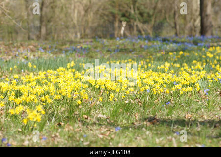 Narcissus cyclamineus, Zwerg Daffodil Stockfoto