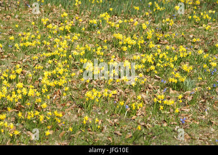 Narcissus cyclamineus, Zwerg Daffodil Stockfoto