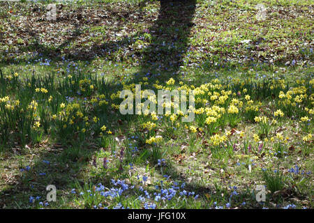 Narcissus cyclamineus, Zwerg Daffodil Stockfoto