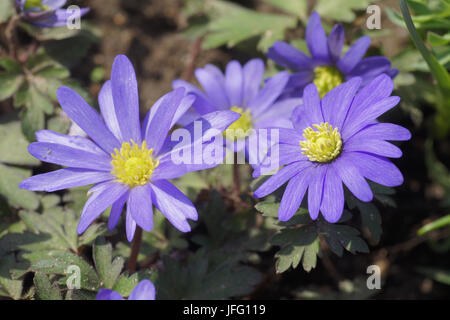 Anemone blanda, Grecian Cuneata Stockfoto