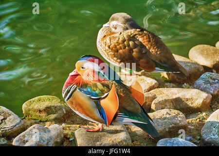 Mandarin Enten auf Steine Stockfoto