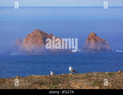 Möwe im Die Insel Berlenga - Portugal Stockfoto