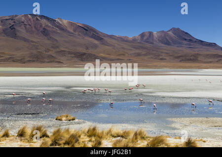 Laguna Hedionda, Bolivien Stockfoto