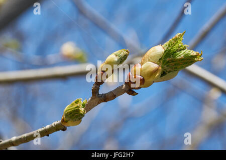 Knospen an einem Kastanienbaum im Frühjahr Stockfoto