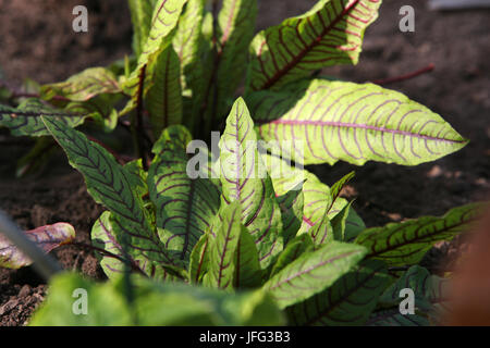 Redvein Dock, Dock bloodwort Stockfoto