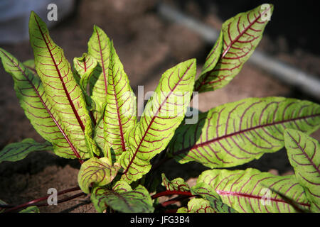 Redvein Dock, Dock bloodwort Stockfoto