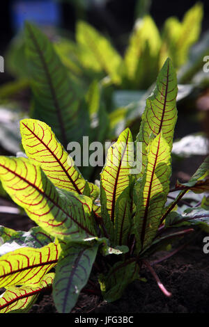 Redvein Dock, Dock bloodwort Stockfoto