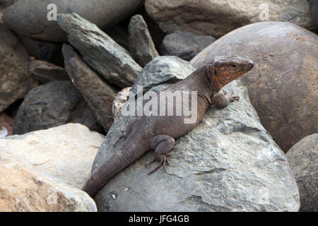 Gran Canaria giant Lizard Stockfoto