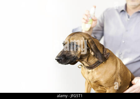 Bayerische Schweißen Hund auf den Hund Salon Stockfoto