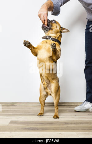 Bulldogge bekommt einige Essen Stockfoto