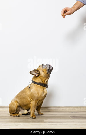 Bulldogge bekommt einige Essen Stockfoto